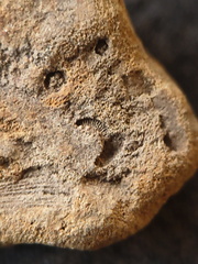 SRL194 Crinoid and Brachiopod Impressions