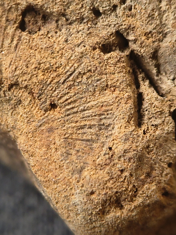 SRL194 Crinoid and Brachiopod Impressions