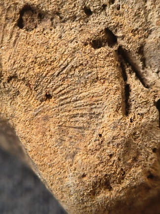 SRL194 Crinoid and Brachiopod Impressions