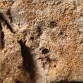 SRL194 Crinoid and Brachiopod Impressions
