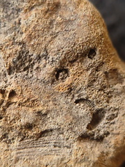 SRL194 Crinoid and Brachiopod Impressions