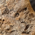 SRL194 Crinoid and Brachiopod Impressions