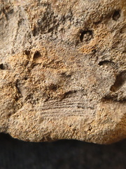 SRL194 Crinoid and Brachiopod Impressions