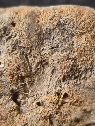 SRL194 Crinoid and Brachiopod Impressions