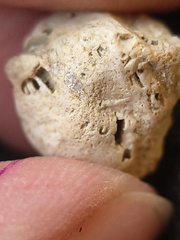 SRL202 Crinoid Packstone 