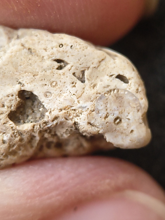 SRL202 Crinoid Packstone 