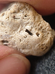 SRL202 Crinoid Packstone 