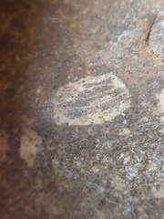 LE73 Bryozoa Fragments