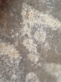 LE73 Bryozoa Fragments