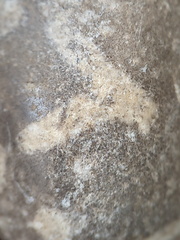 LE73 Bryozoa Fragments