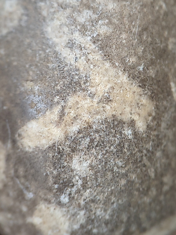 LE73 Bryozoa Fragments