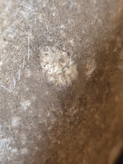 LE73 Bryozoa Fragments