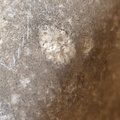LE73 Bryozoa Fragments