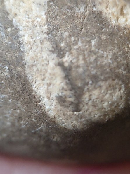 LE73 Bryozoa Fragments