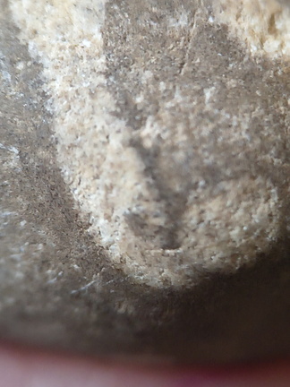 LE73 Bryozoa Fragments