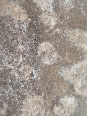 LE73 Bryozoa Fragments