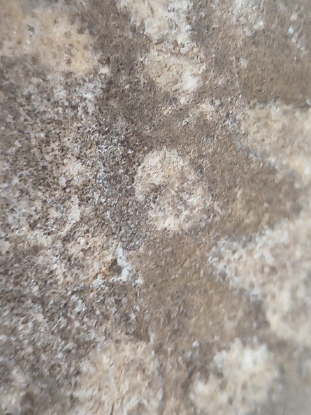 LE73 Bryozoa Fragments