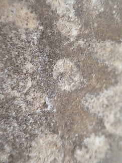 LE73 Bryozoa Fragments