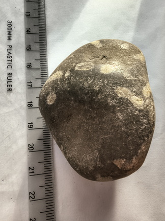 LE73 Bryozoa Fragments