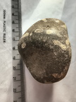 LE73 Bryozoa Fragments