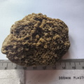 SRL217 Favosites Coral Chunk