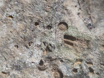 SRL219 Brachiopod and Crinoid Mix