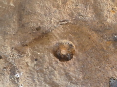 SRL219 Brachiopod and Crinoid Mix