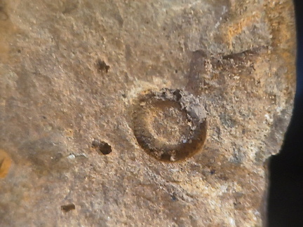 SRL219 Brachiopod and Crinoid Mix