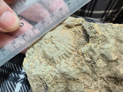 SRL219 Brachiopod and Crinoid Mix