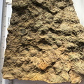 SRL219 Brachiopod and Crinoid Mix