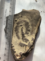 SD2 Rugose Coral Embedded in Matrix 