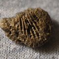 SRL28 Indet. Coral