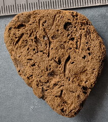 SRL39 Trilobite, Bryozoa, Crinoid Mix