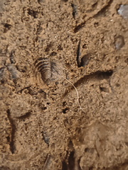 SRL39 Trilobite, Bryozoa, Crinoid Mix