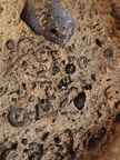 SRL39 Trilobite, Bryozoa, Crinoid Mix