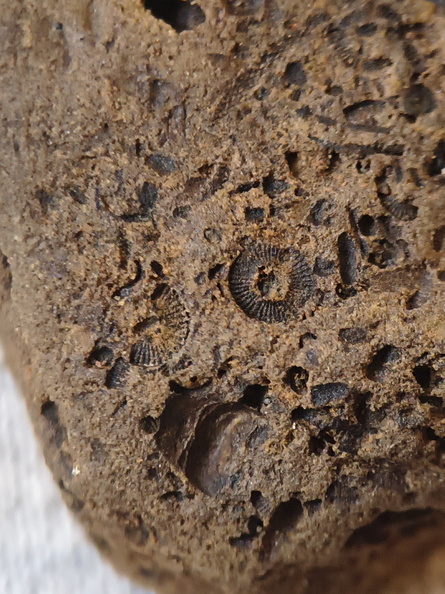 SRL39 Trilobite, Bryozoa, Crinoid Mix