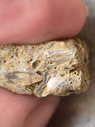 SRL48 Packstone with Brachiopod and Bryozoa Fragments