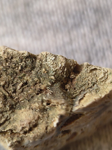 SRL48 Packstone with Brachiopod and Bryozoa Fragments