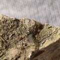 SRL48 Packstone with Brachiopod and Bryozoa Fragments