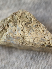 SRL48 Packstone with Brachiopod and Bryozoa Fragments