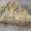 SRL48 Packstone with Brachiopod and Bryozoa Fragments