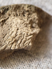 SRL44 Cornulitid, Bryzoans, Crinoids