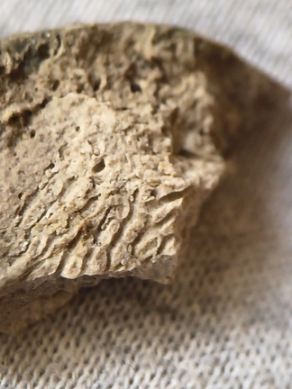 SRL44 Cornulitid, Bryzoans, Crinoids