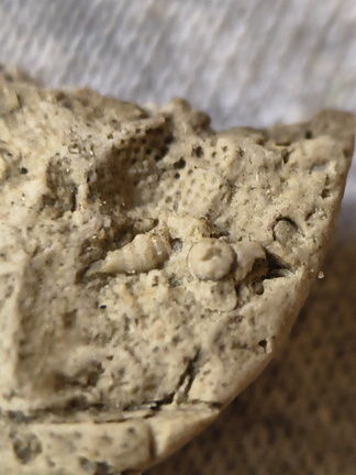 SRL44 Cornulitid, Bryzoans, Crinoids