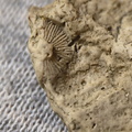 SRL44 Cornulitid, Bryzoans, Crinoids