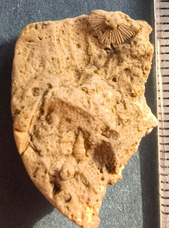 SRL44 Cornulitid, Bryzoans, Crinoids