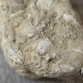 SRL47 Bryozoan Bioclast