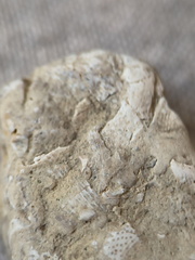 SRL47 Bryozoan Bioclast