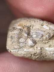 SRL47 Bryozoan Bioclast