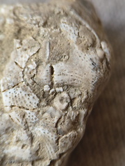 SRL47 Bryozoan Bioclast